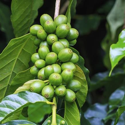 Natural active Green Coffee